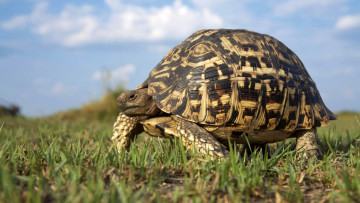 Картинка животные Черепахи черепаха трава панцирь