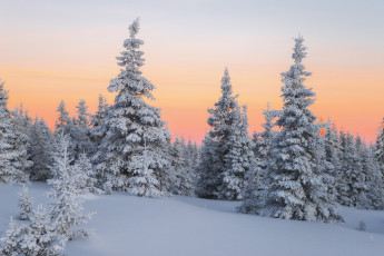 Картинка природа зима пейзаж лес снег деревья ели закат
