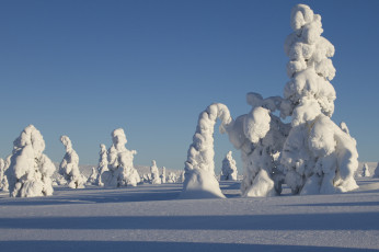 Картинка природа зима финляндия лапландия пейзаж снег деревья ели тени