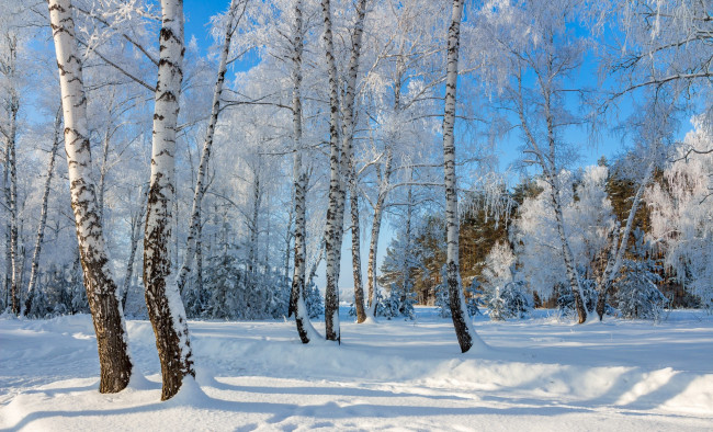 Обои картинки фото природа, зима, снег, берёзы
