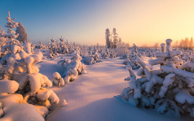 Обои картинки фото природа, зима, финляндия, снег, пейзаж, деревца, ёлочки