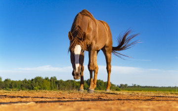 Картинка животные лошади лошадь рыжая пастбище