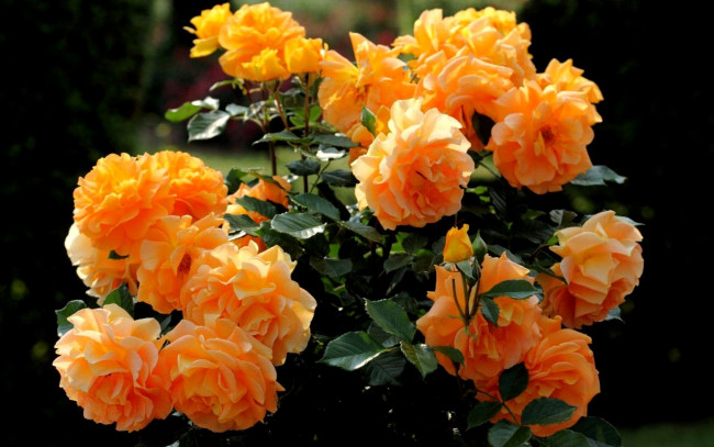 Обои картинки фото цветы, розы, куст, персиковые