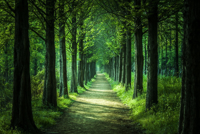 Обои картинки фото природа, лес, зелень, деревья, парк, дорожка