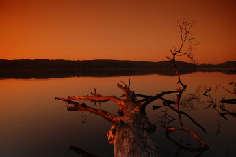 Картинка природа реки озера небо закат озеро деревья коряги