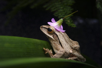 Картинка животные лягушки цветок темный фон листок лягушка колокольчик панамка