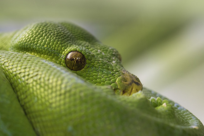 Обои картинки фото животные, змеи,  питоны,  кобры, удав, змея, зеленый, глаза