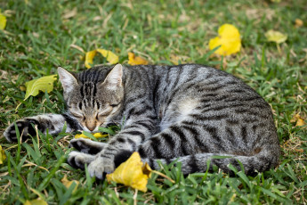 Картинка животные коты кот кошка