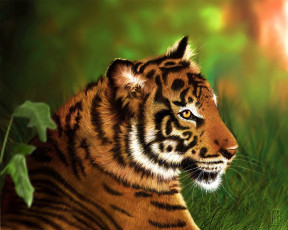 Картинка охотник животные тигры