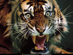 обоя аксакал, сердится, животные, тигры