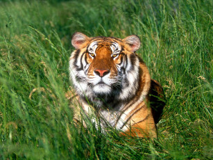 Картинка мой тотем животные тигры