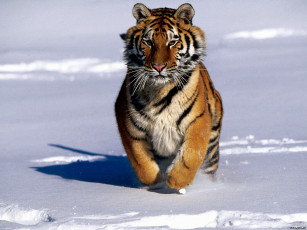 Картинка здравствуй это животные тигры