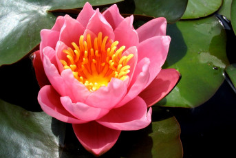 Картинка цветы лилии водяные нимфеи кувшинки розовый вода