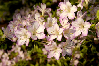 Картинка цветы рододендроны азалии ветки розовый нежность