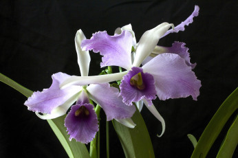Картинка цветы орхидеи экзотика сиреневый