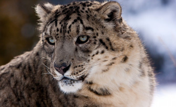 Картинка животные снежный барс ирбис морда глаза пятна