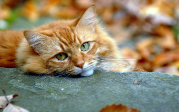 Картинка животные коты кошка морда рыжий