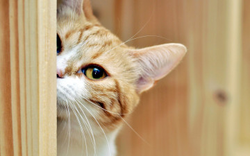Картинка животные коты кошка подглядывание глаз