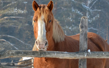 Картинка животные лошади кобыла жеребец конь ограда