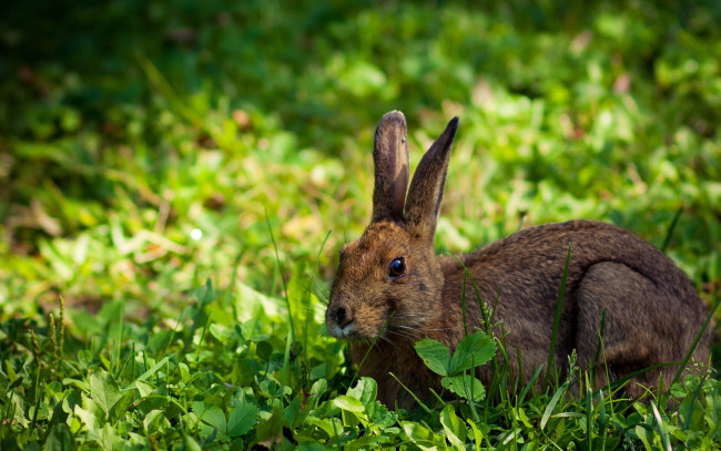 Обои картинки фото животные, кролики, зайцы, лето, трава, заяц
