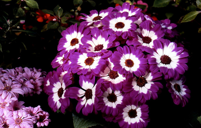 Обои картинки фото цветы, цинерария, пестрый, лиловый