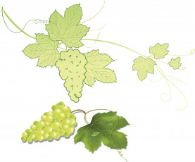 обоя векторная графика, еда, листья, виноград, лоза