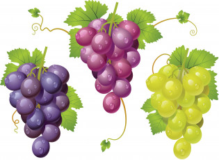 Картинка векторная+графика еда листья лоза виноград