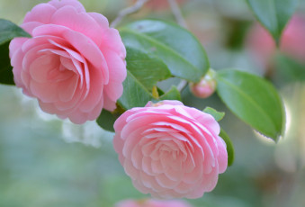 Картинка цветы камелии бутон камелия розовая лепестки листья цветение нежность
