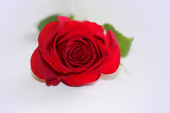 Картинка цветы розы бутон rose цветение bud bloom роза