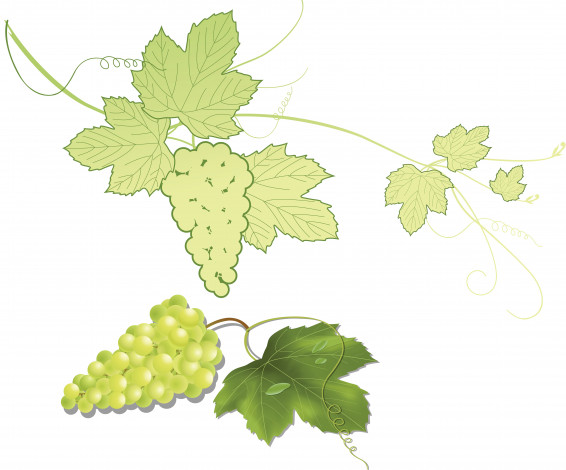 Обои картинки фото векторная графика, еда, листья, виноград, лоза