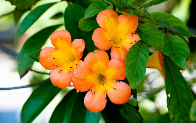 Обои картинки фото цветы, flowers, растение, лепестки, ораньжевые, цветочки