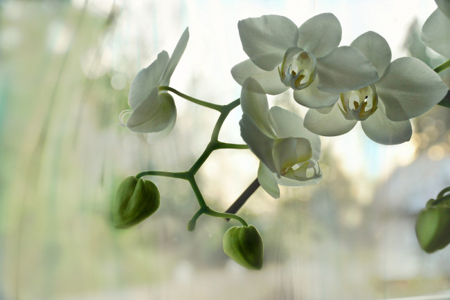 Обои картинки фото цветы, орхидеи, лепестки, яркая, орхидея, цветение