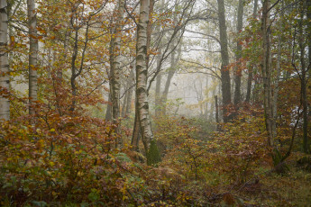 Картинка природа лес утро туман