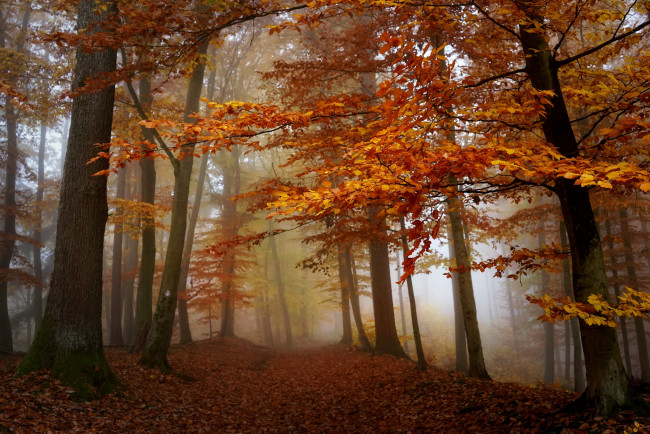 Обои картинки фото природа, лес, туман, осень