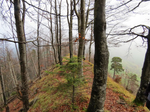 Картинка природа лес холм осень