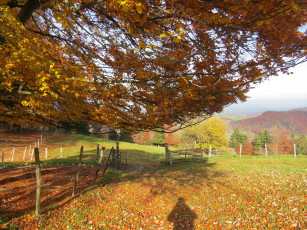 Картинка природа пейзажи осень дерево забор