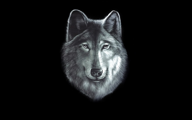 Обои картинки фото волк, рисованное, животные,  волки, голова, wolf, черный, фон