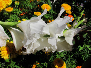 Картинка цветы гладиолусы белый