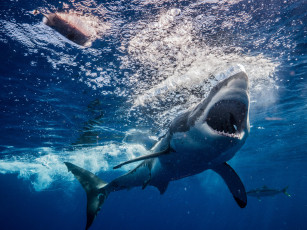 Картинка животные акулы рыба глубина вода море shark акула пасть зубы обитатели подводный океан хищник опасность