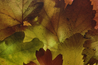 Картинка природа листья martin dollenkamp