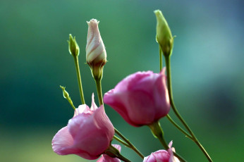 обоя цветы, эустома, розовый