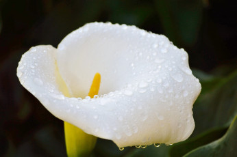 Картинка цветы каллы белый
