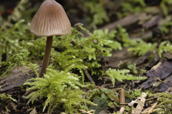 Картинка природа грибы martin dollenkamp