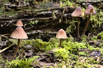 Картинка природа грибы martin dollenkamp