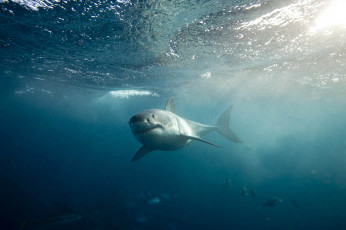 Картинка животные акулы акула рыба хищник море океан вода shark подводный обитатели опасность пасть зубы глубина