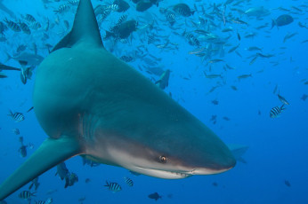 Картинка животные акулы опасность пасть зубы океан море вода глубина подводный обитатели shark акула рыба хищник