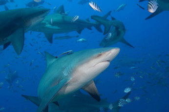 Картинка животные акулы рыба хищник глубина океан море вода пасть зубы опасность обитатели подводный акула shark