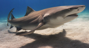 Картинка животные акулы shark акула рыба хищник океан море вода глубина подводный обитатели опасность пасть зубы