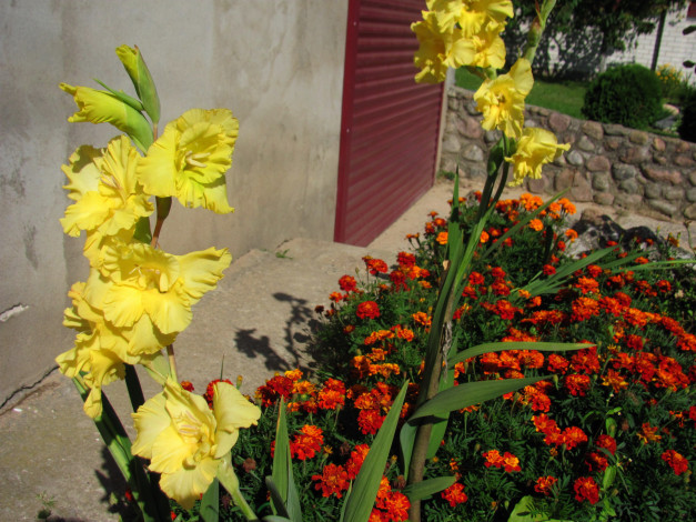 Обои картинки фото цветы, гладиолусы, желтый