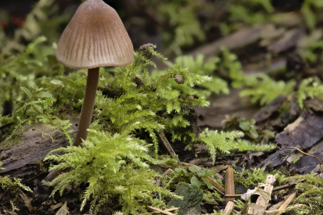 Обои картинки фото природа, грибы, martin, dollenkamp